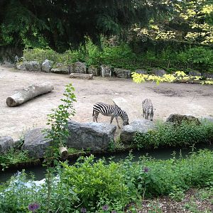 Lille Zoo African paddock