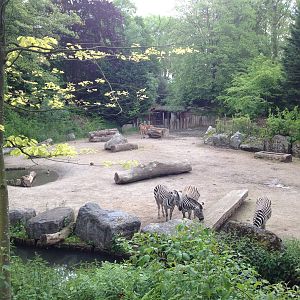 Lille Zoo African paddock