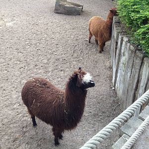 Lille Zoo South American paddock