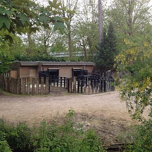 Lille Zoo African paddock