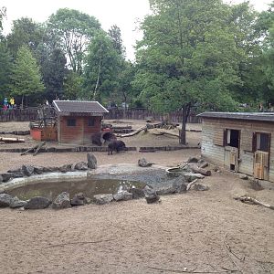 Lille Zoo South American paddock