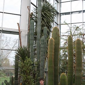 Cactus height comparison