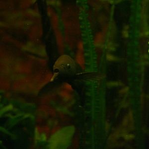 Long-nose Elephant Fish