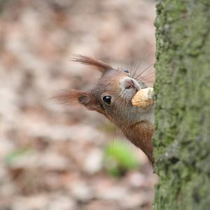 Wild Red Squirrel