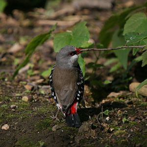 Diamond Firetail