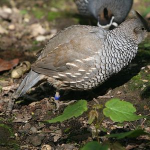 Scaled Quail female