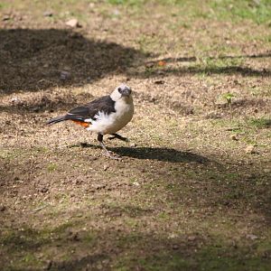 White-headed Buffalo Weaver