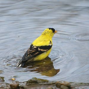 American Goldfinch