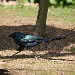 Long-tailed Glossy Starling