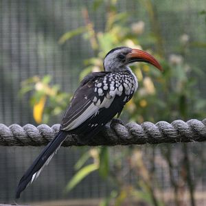 Red-billed Hornbill