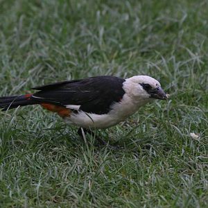 White-headed Buffalo Weaver