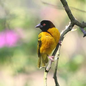 Black-headed Weaver Bird