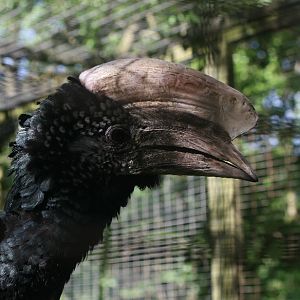 Silvery-cheeked Hornbill
