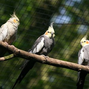 Cockatiels