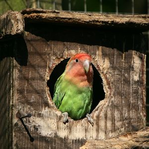 Peach-face Lovebird