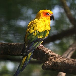 Sun Conure