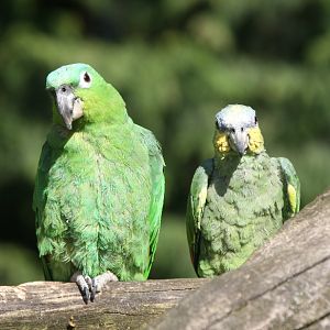 Amazon Parrots