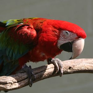 Scarlet Macaw