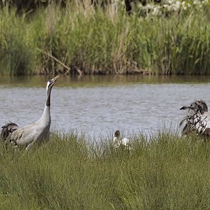 Common cranes calling