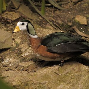 African pygmy goose