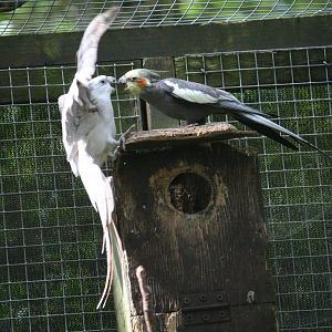 Cockatiels squabbling