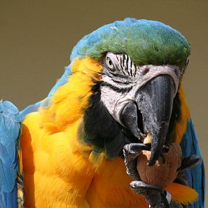 Blue and Yellow Macaw