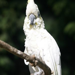 Umbrella Cockatoo