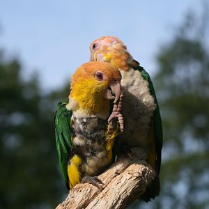 Yellow-headed Caique