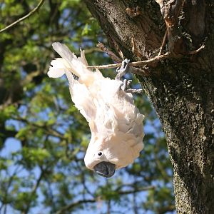 Moluccan Cockatoo