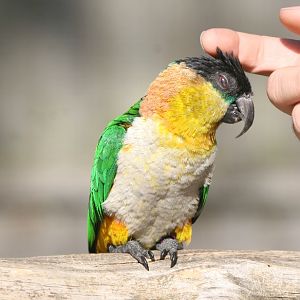 Black-headed Caique