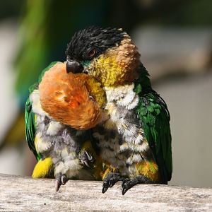 Loved-Up Caiques