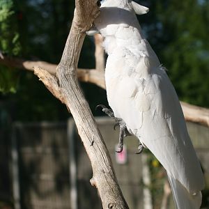 Umbrella Cockatoo