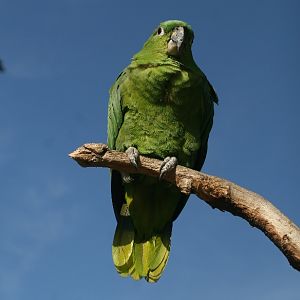 Amazon Parrot