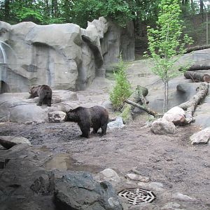 North America Grizzly Bear Exhibit