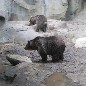 North America Grizzly Bear