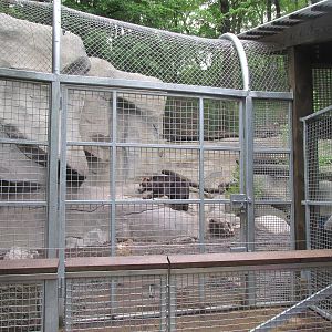 North America Grizzly Bear Exhibit