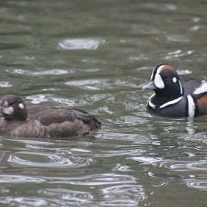 Harlequin duck May 2013