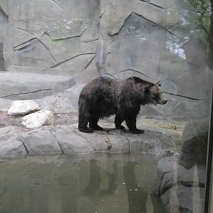 North America Grizzly Bear