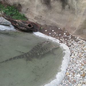 American Alligator Exhibit