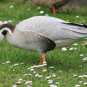 Bar-headed goose