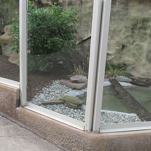 American Alligator Exhibit