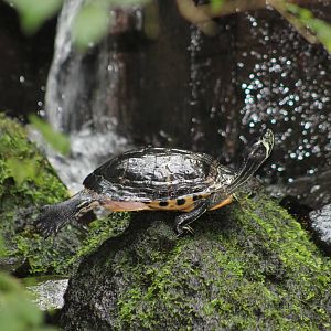 Red-eared slider