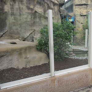 American Alligator Exhibit