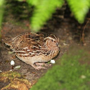 Virginia quail