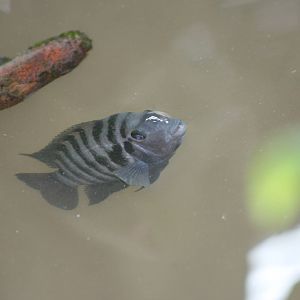 Fish ID?