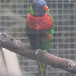 Rainbow lorikeet