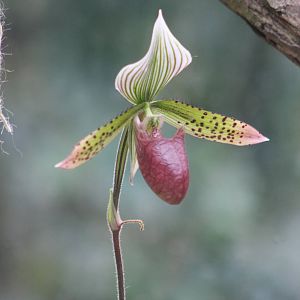 Lady's slipper orchid