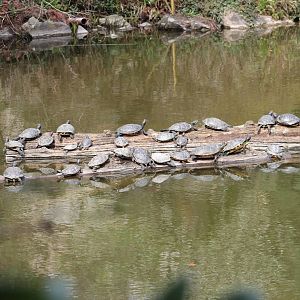 Red-eared sliders on lake