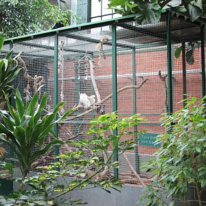 View of cockatoo enclosure