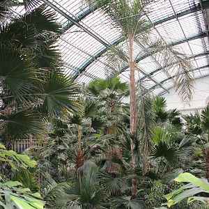 View inside palm house